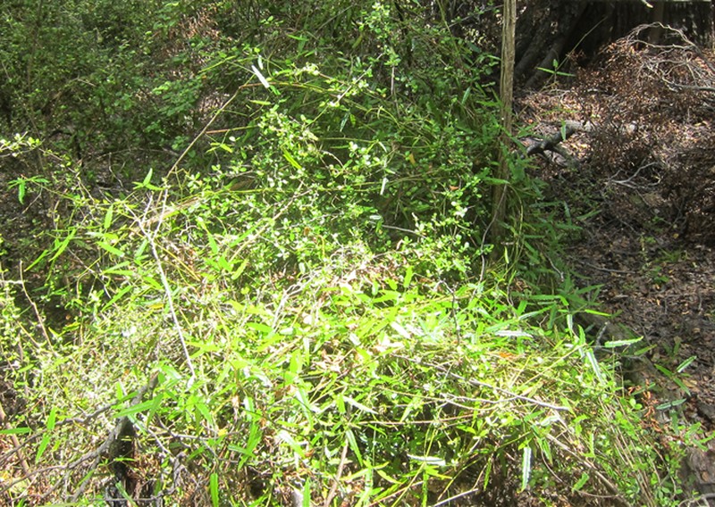Rubus schmidelioides var. subpauperatus photo 5