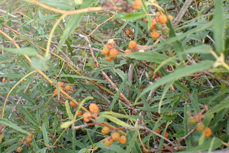 Rubus schmidelioides var. subpauperatus photo 6