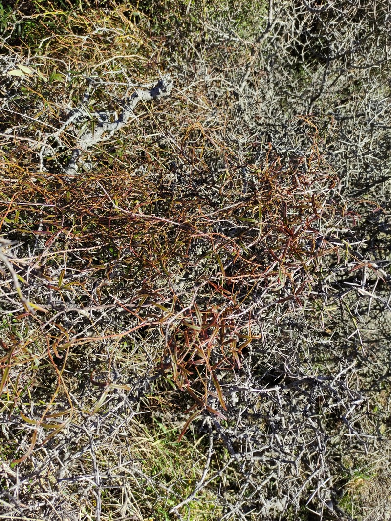 Rubus schmidelioides var. subpauperatus photo 7