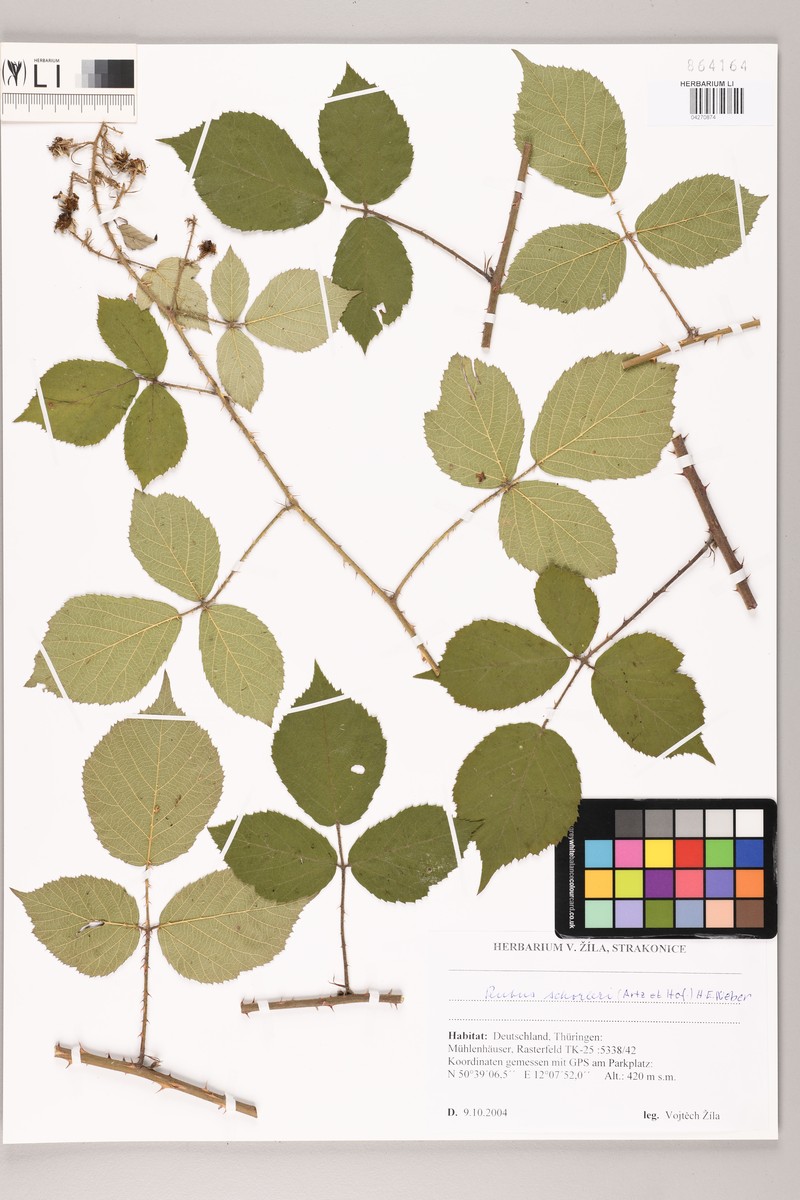 Rubus schorleri