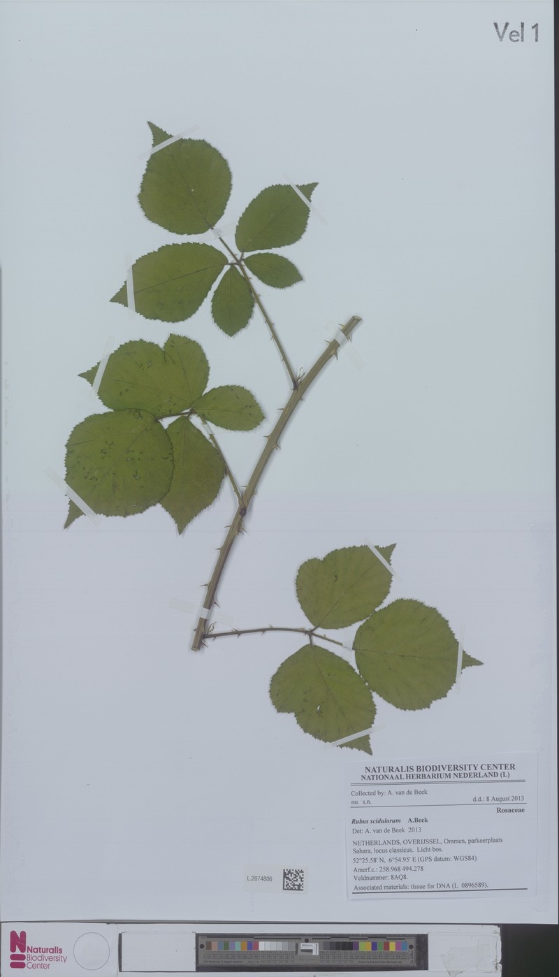 Rubus scidularum