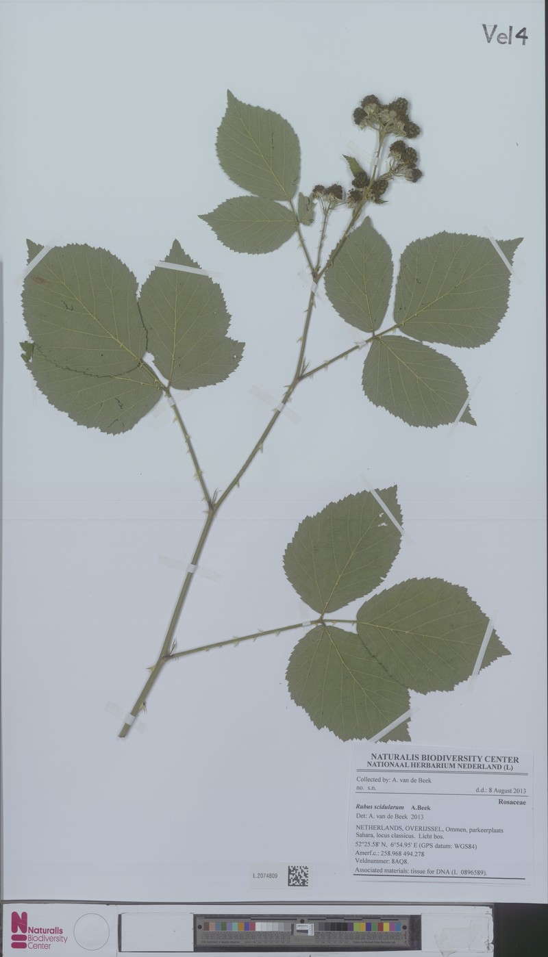 Rubus scidularum photo 2