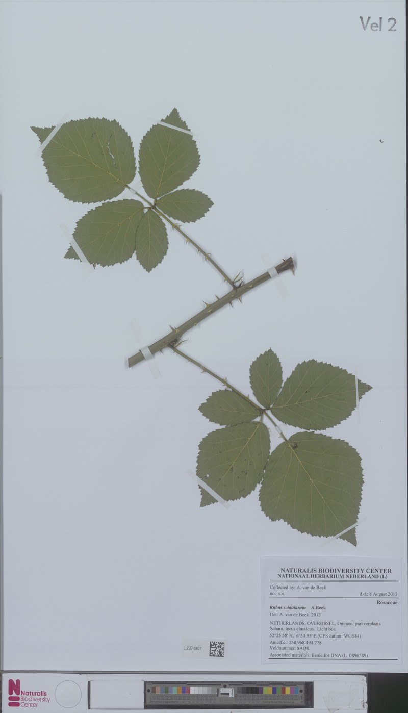 Rubus scidularum photo 3