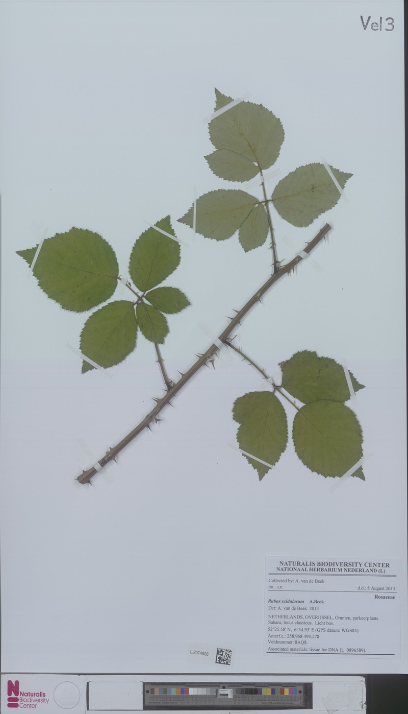 Rubus scidularum photo 4
