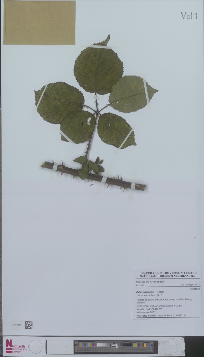 Rubus scidularum photo 5