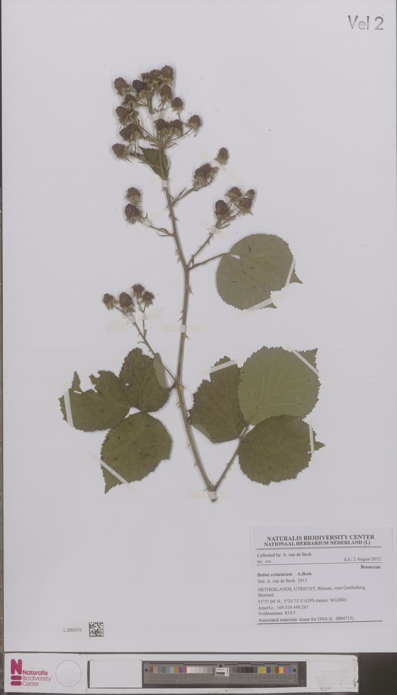 Rubus scidularum photo 6