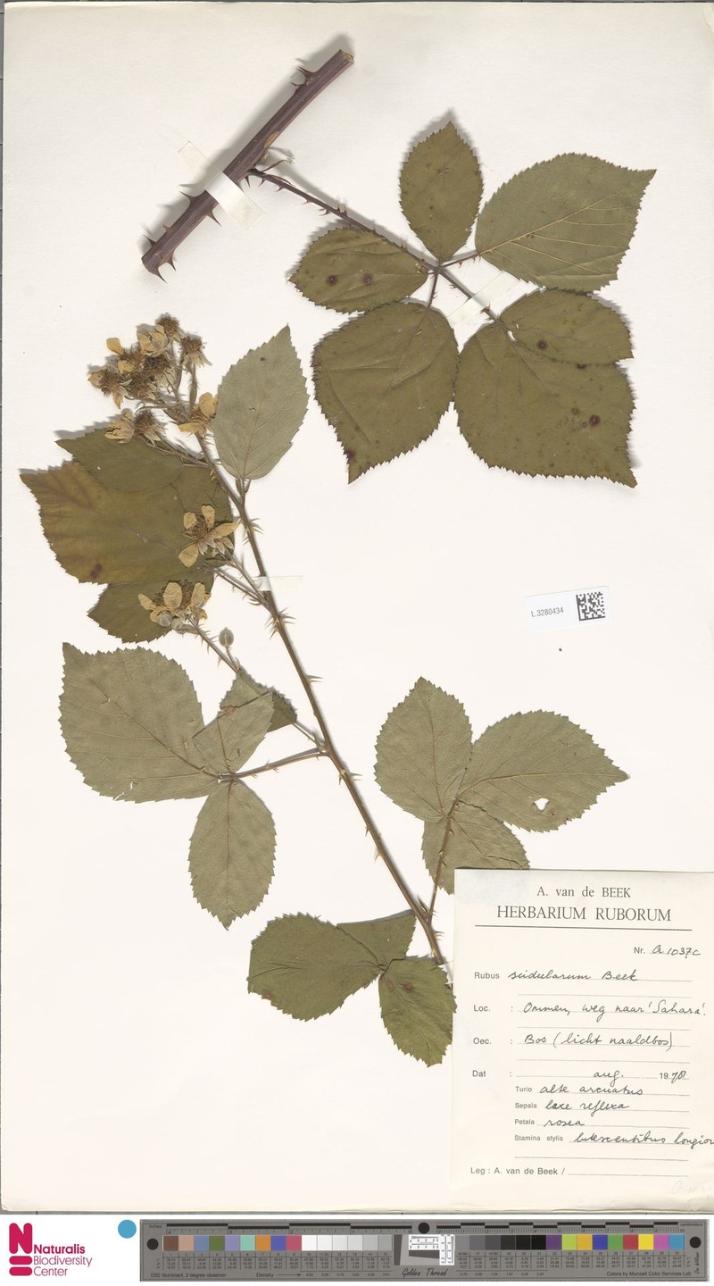 Rubus scidularum photo 7