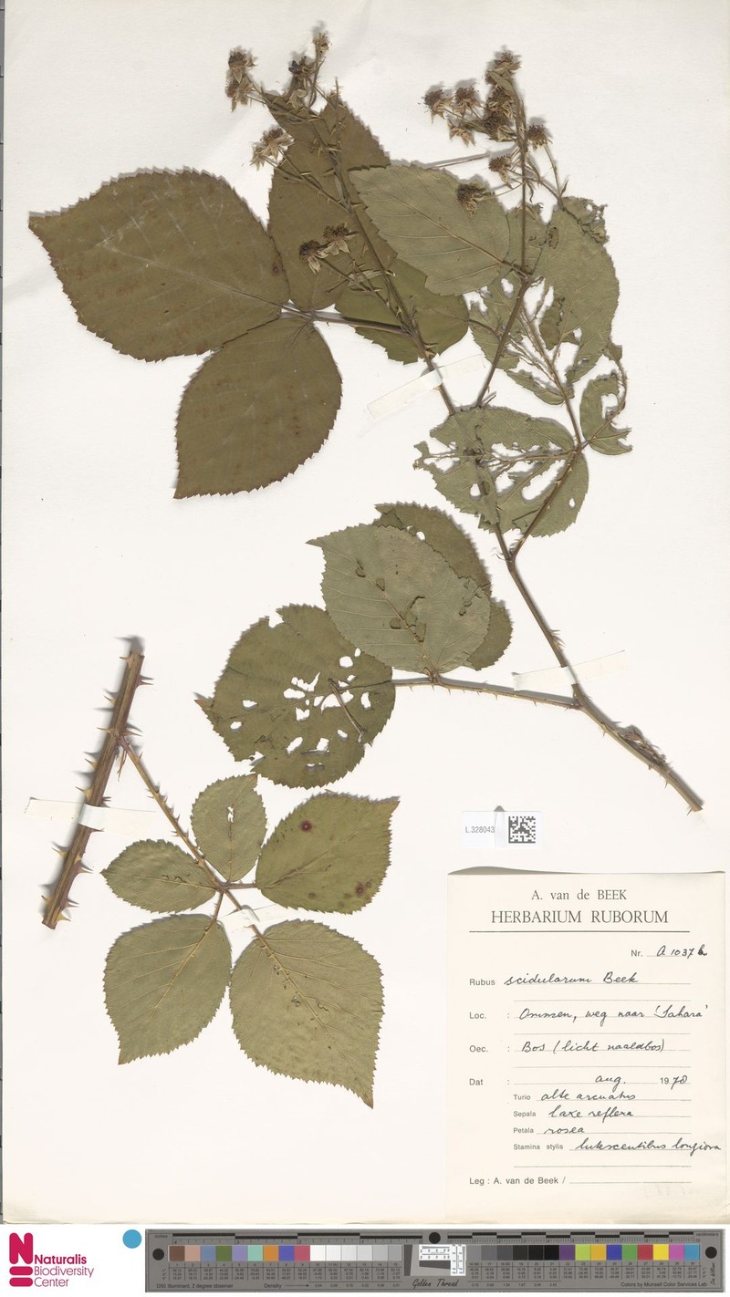 Rubus scidularum photo 8