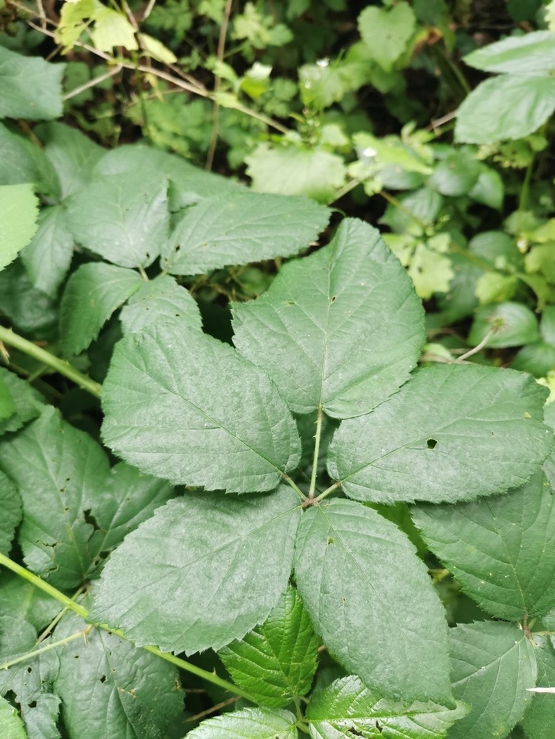 Rubus sciocharis photo 2