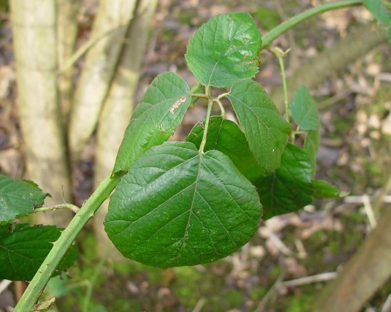 Rubus sciocharis photo 3