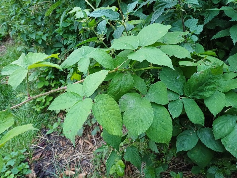 Rubus sciocharis photo 4