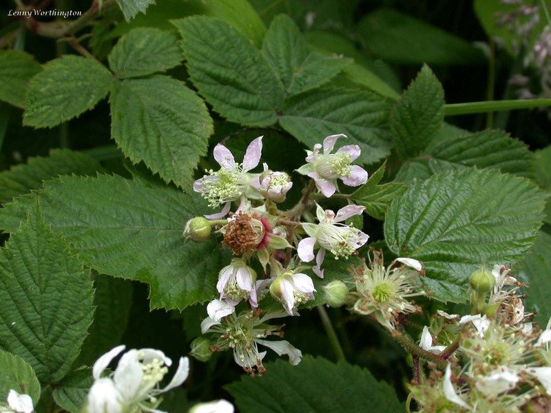 Rubus sciocharis photo 5