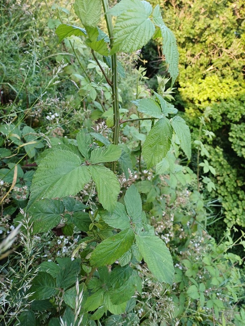 Rubus sciocharis photo 6
