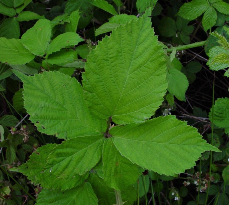 Rubus sciocharis photo 7
