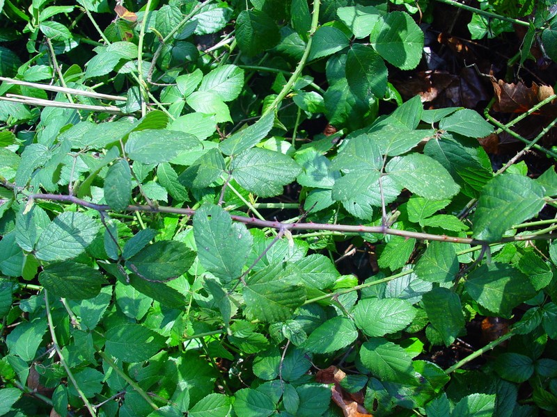Rubus sciocharis photo 8