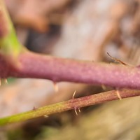 Rubus scissoides