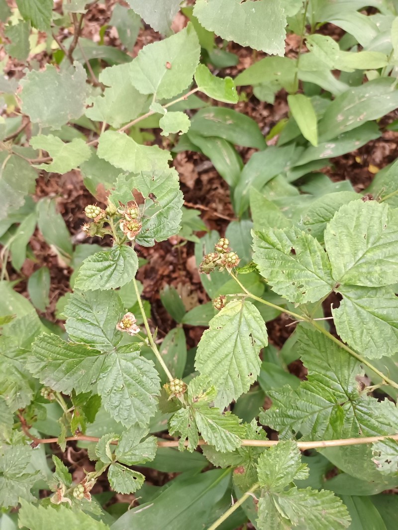 Rubus scissoides photo 2