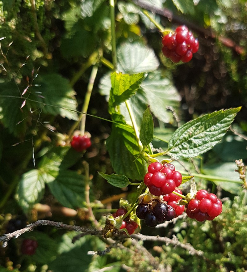 Rubus scissus photo 2