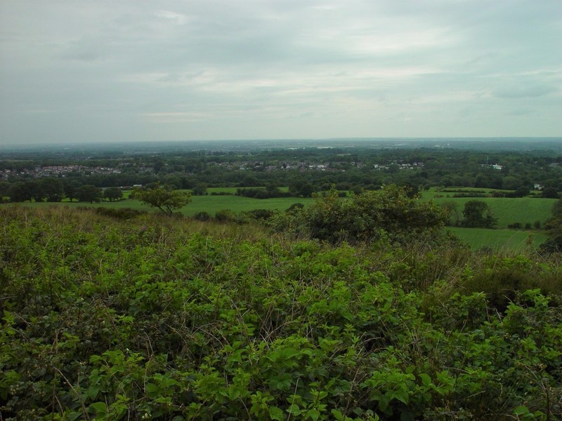 Rubus scissus photo 3