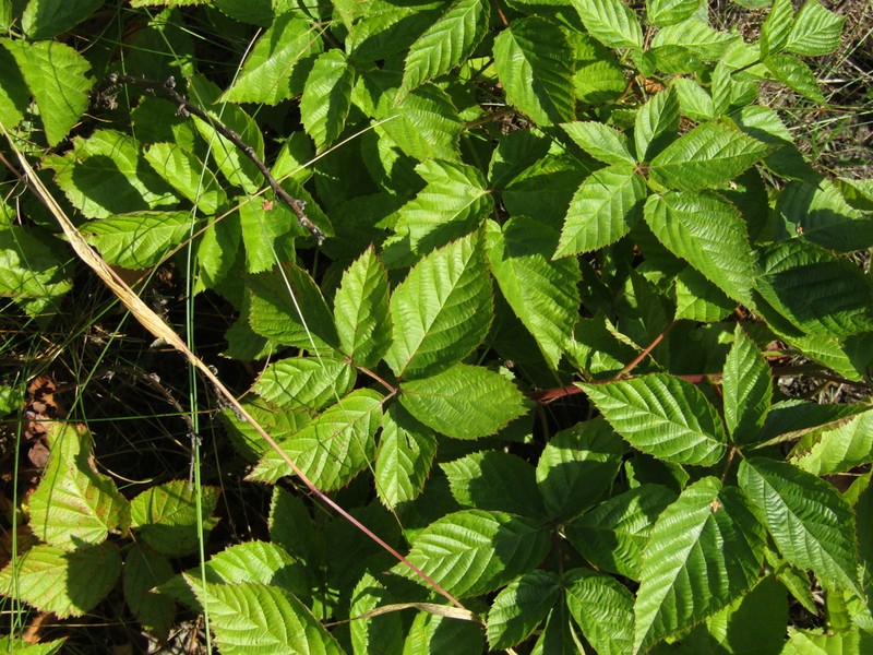 Rubus scissus photo 4