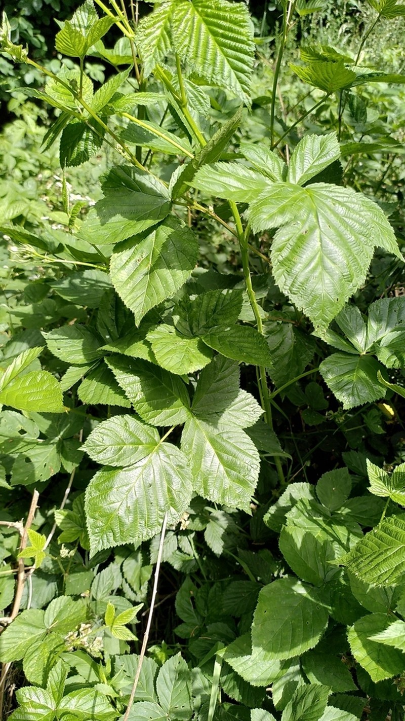 Rubus scissus photo 5