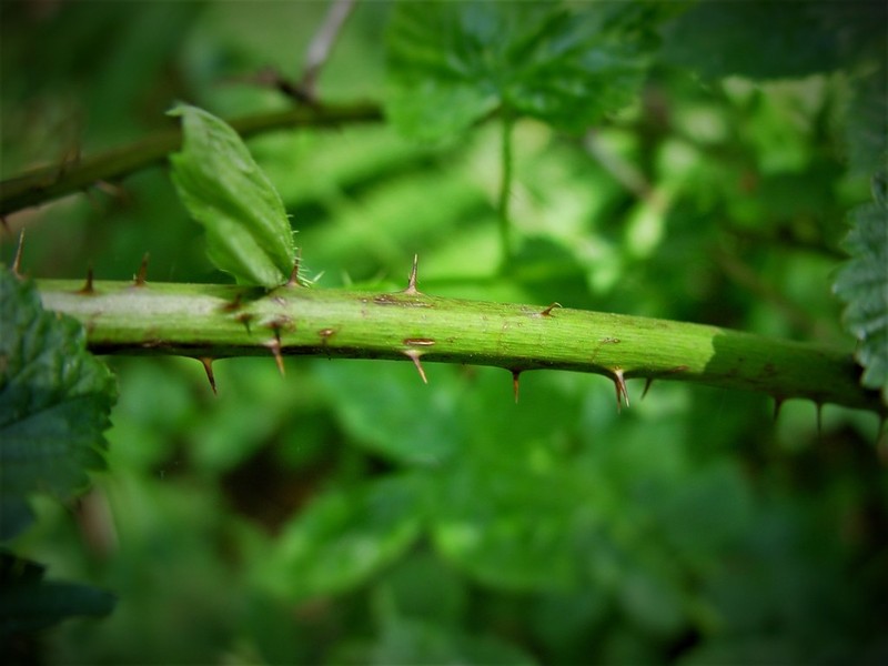 Rubus scissus photo 6