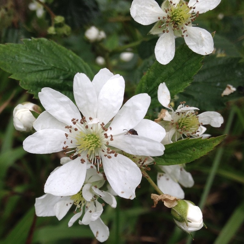 Rubus scissus photo 7