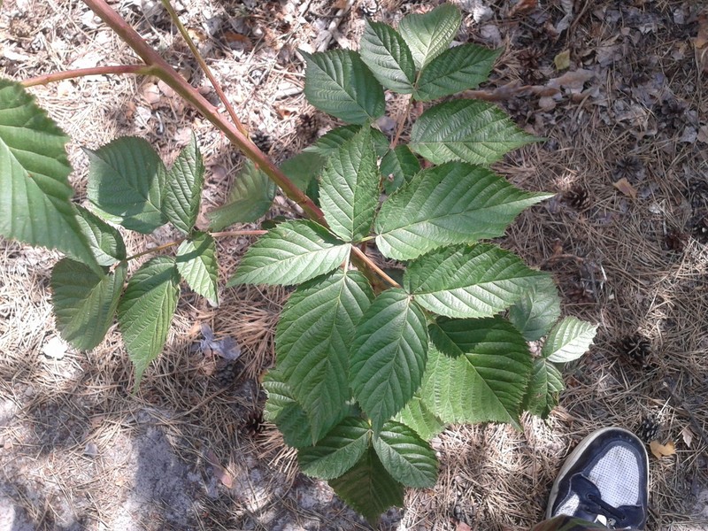 Rubus scissus photo 8