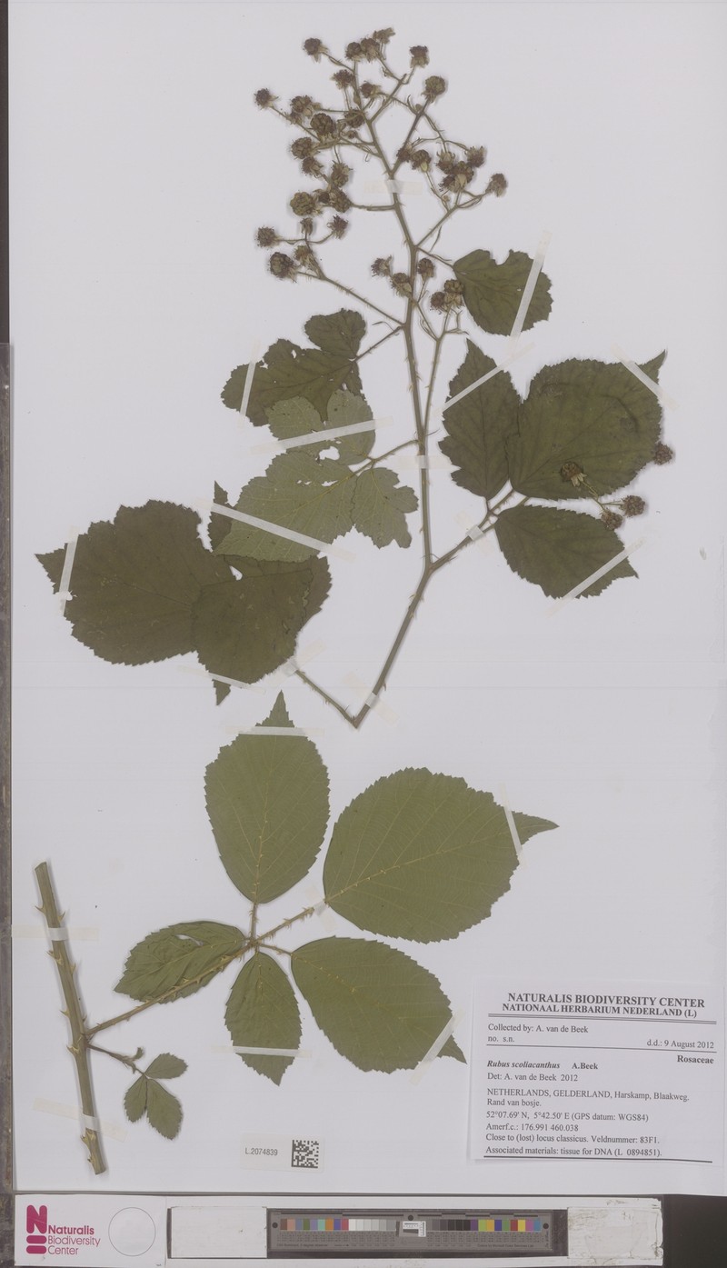 Rubus scoliacanthus