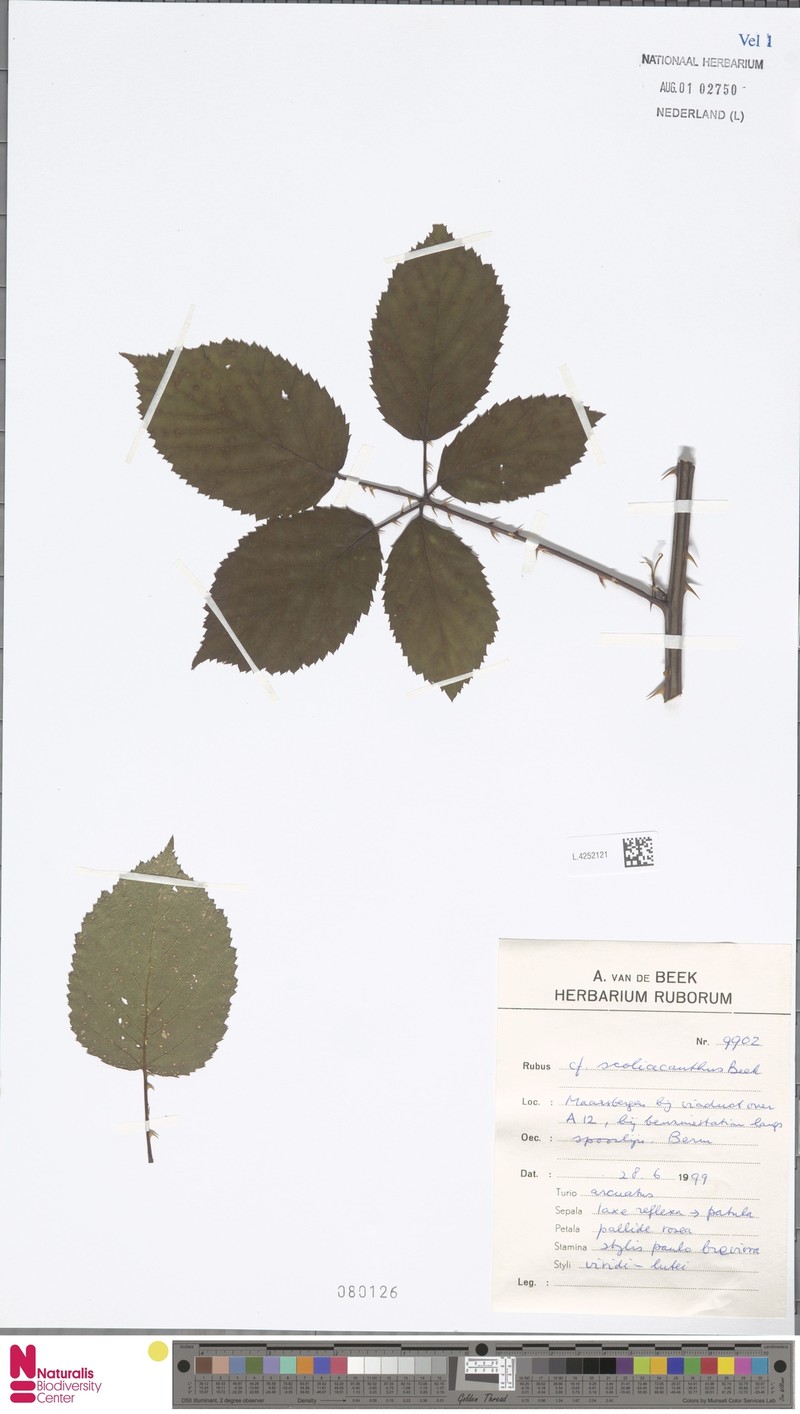 Rubus scoliacanthus photo 2