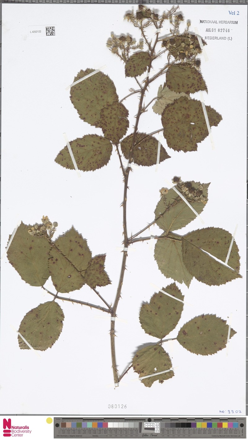 Rubus scoliacanthus photo 3