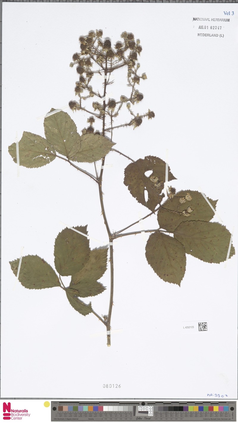 Rubus scoliacanthus photo 4