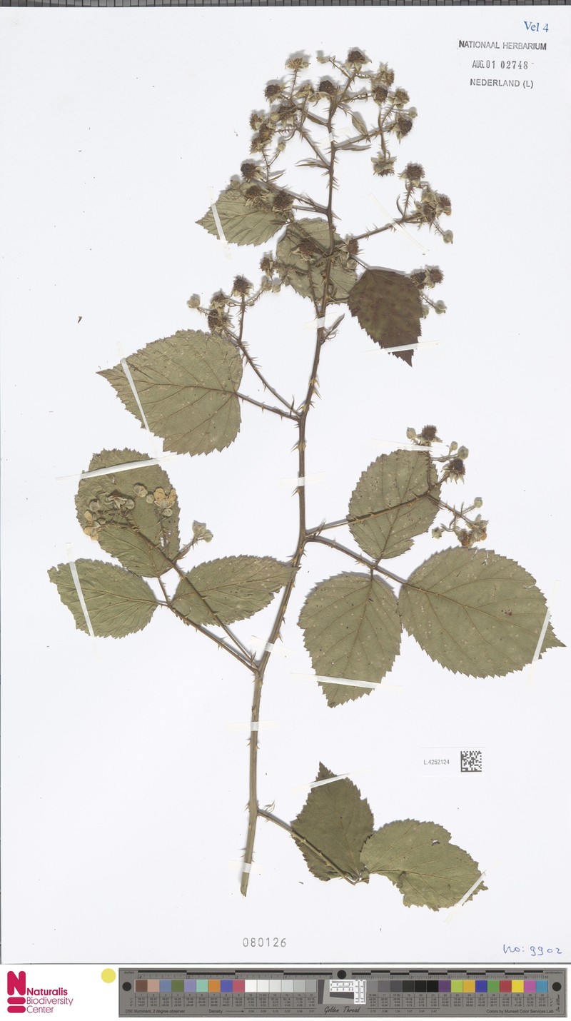 Rubus scoliacanthus photo 5