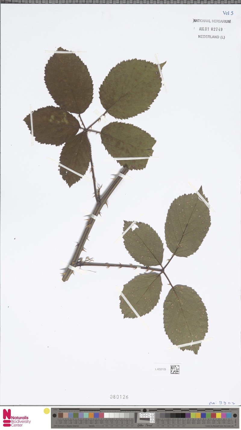 Rubus scoliacanthus photo 6
