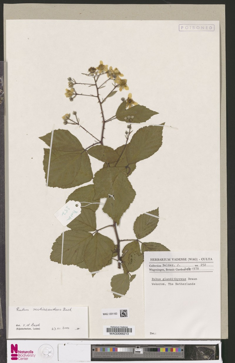 Rubus scoliacanthus photo 7