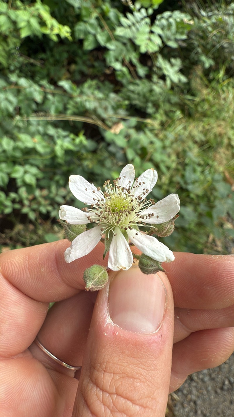Rubus scoticus