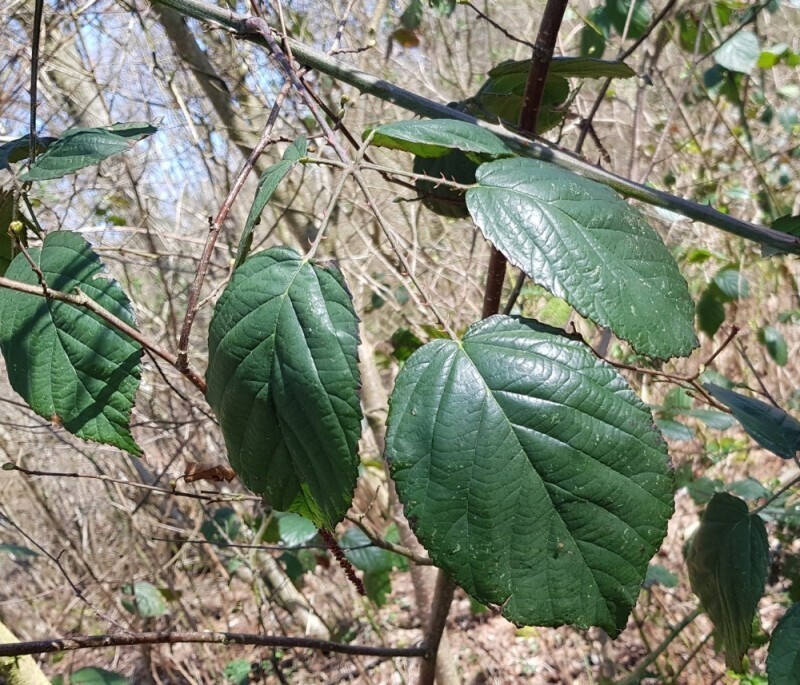 Rubus sectiramus