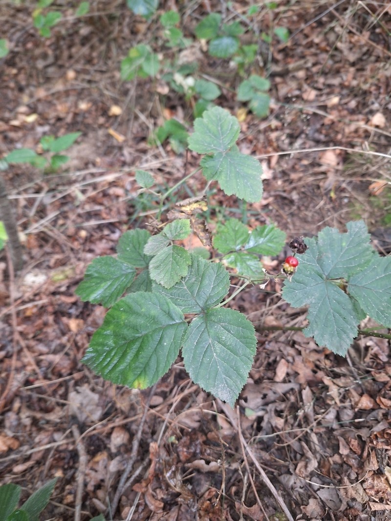 Rubus seebergensis photo 2