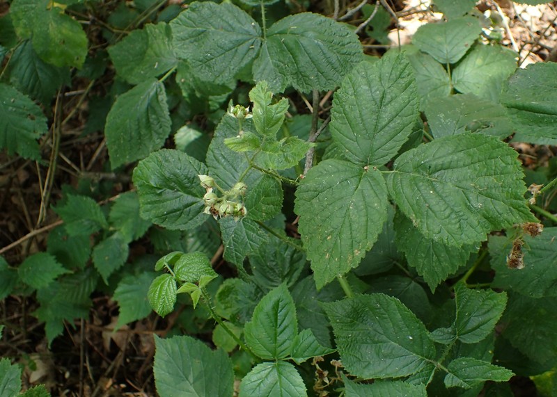 Rubus seebergensis