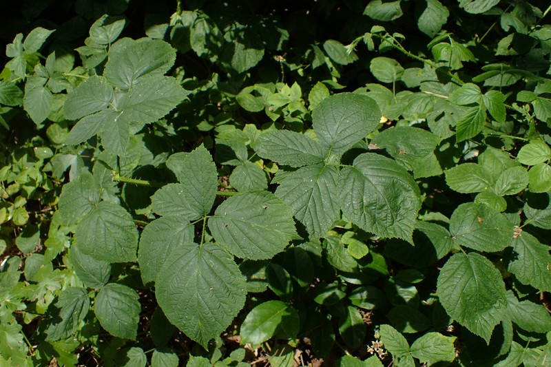 Rubus seebergensis photo 3