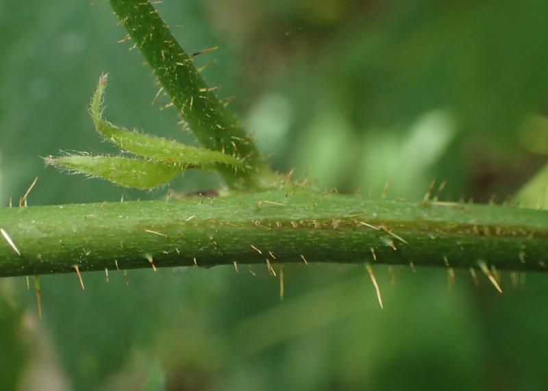 Rubus seebergensis photo 4