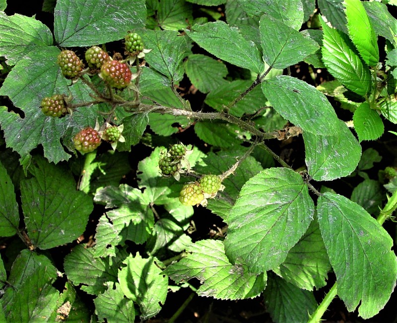 Rubus segontii photo 2