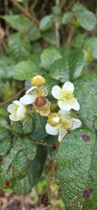 Rubus selleanus