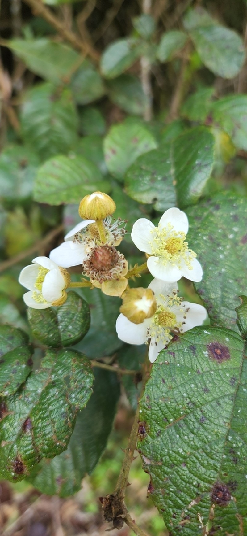 Rubus selleanus