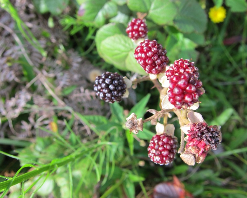 Rubus selleanus photo 4
