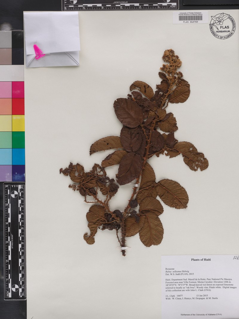 Rubus selleanus photo 5