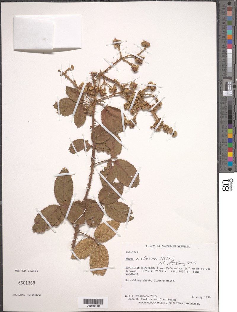 Rubus selleanus photo 6