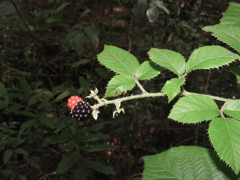 Rubus sellowii