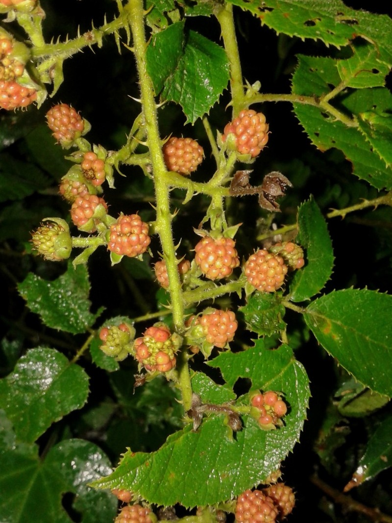 Rubus sellowii photo 2