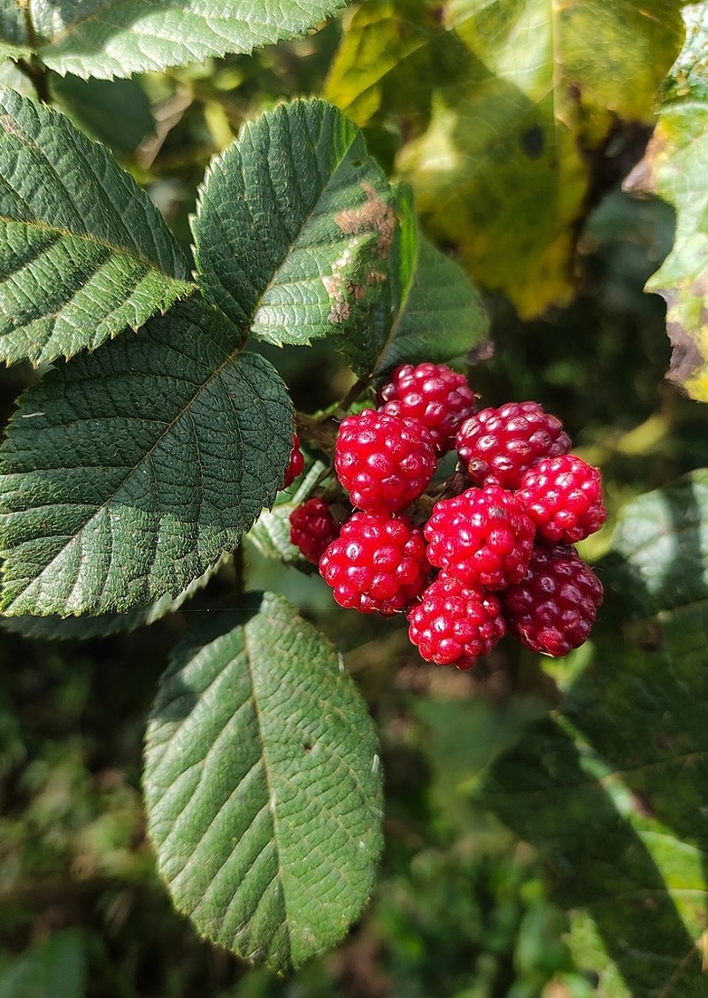 Rubus sellowii photo 3
